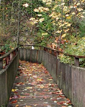 Autumn Bridge