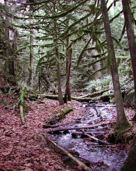 Bridal Veil Falls Path