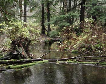 Lake Anne1