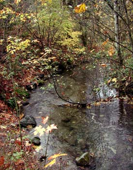 Salmon Stream