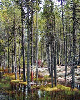 Tall Trees