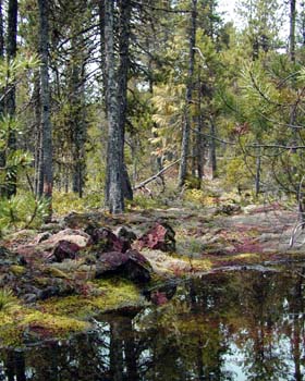Tall Tress and Pond