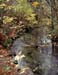 Salmon Stream