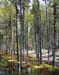 Tall Trees