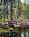 Tall Tress and Pond