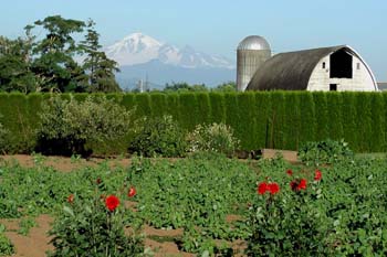 Mt. Baker Farm