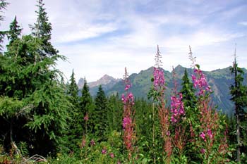 Mt. Baker Hwy