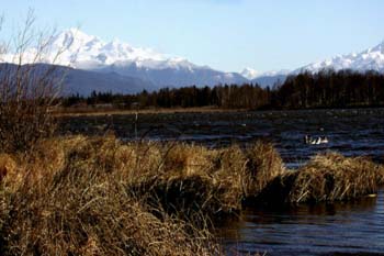 Wiser Lake and Swans