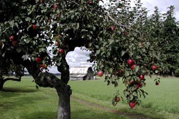 Barn & Apple Tree