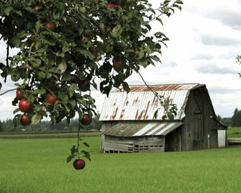 Barn & Apple Trees
