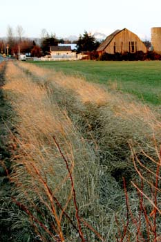 Barn on the Hannegan (verticle)