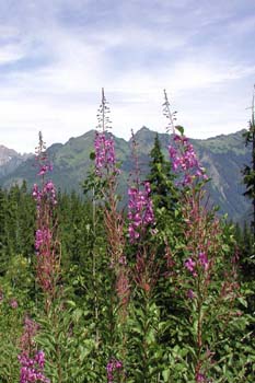 Fireweed
