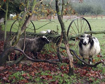 Hannegan Goats