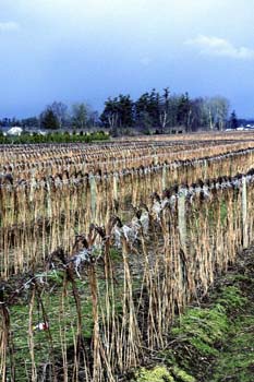 Raspberry Fields in Whatcom County