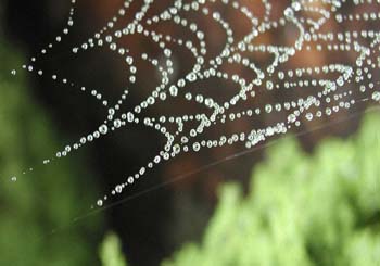 Spider Web Closeup