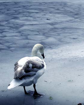Swan