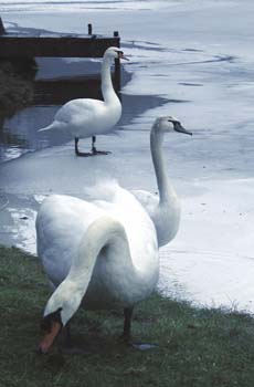 Swans