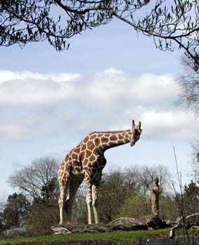 Curious Giraffe
