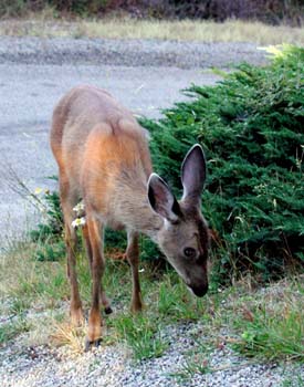 Deer and Daisy