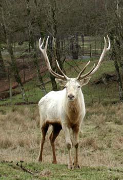 Deer facing