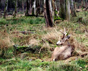 Deer hidden