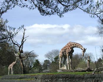 Giraffe Pair