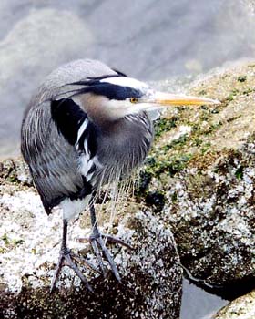 Heron