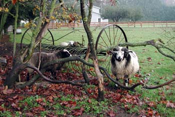 The Hannegan Goats