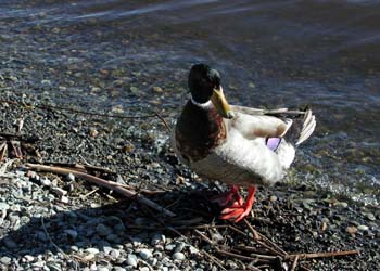 Wiser Mallard
